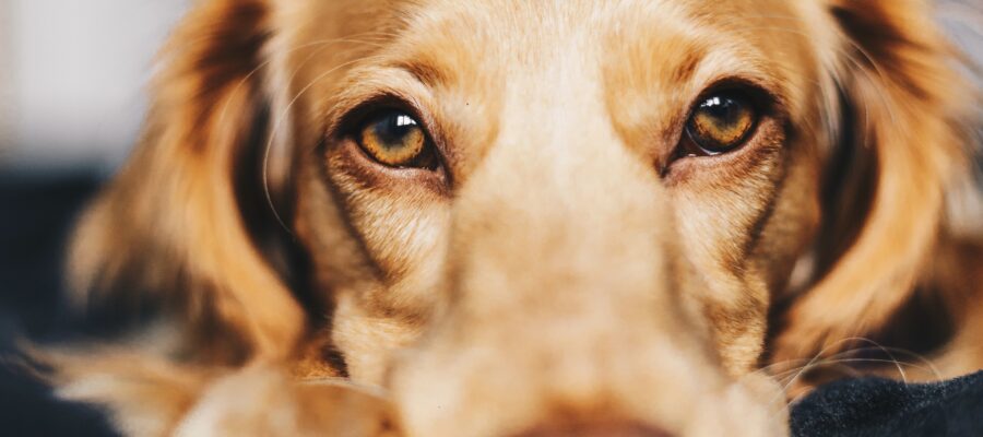 Close up of golden retriever
