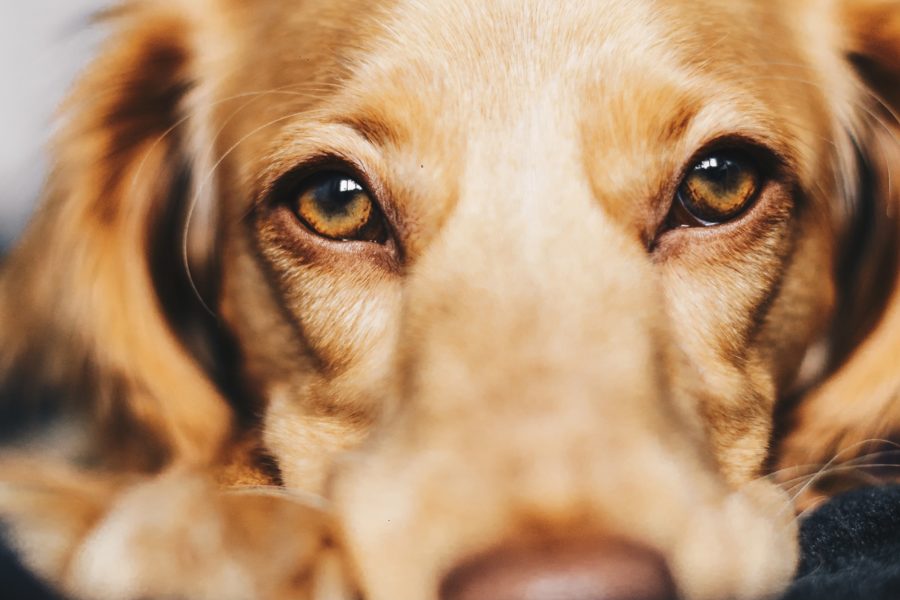 Close up of golden retriever