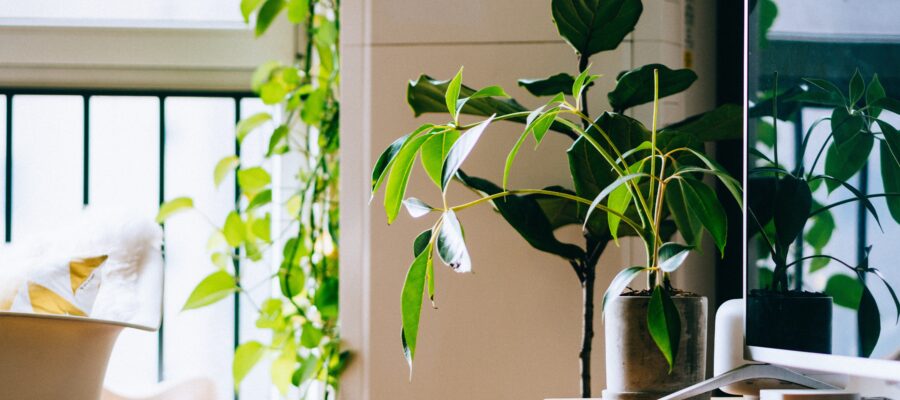 Green plants in the workplace