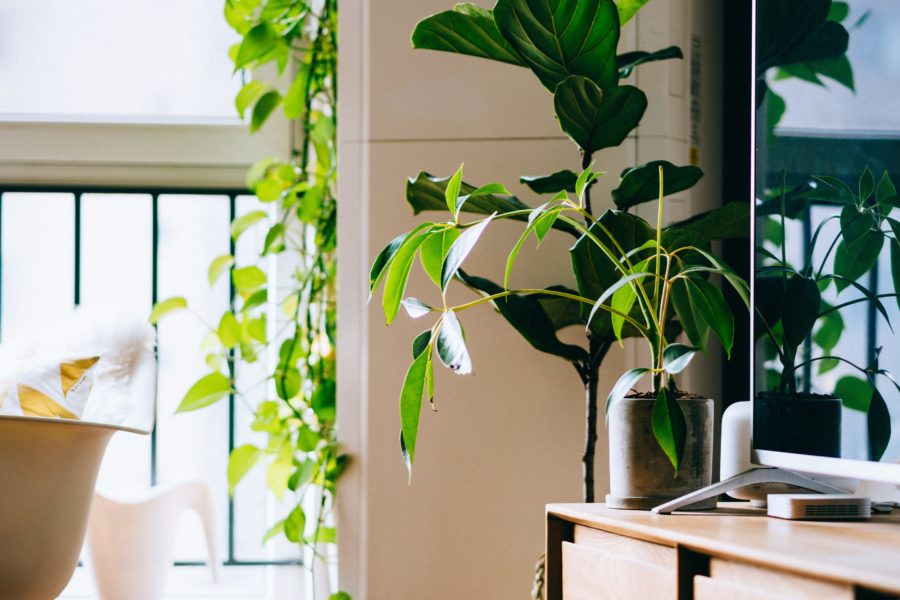 Green plants in the workplace